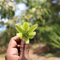 Furcraea foetida (L.) Haw.